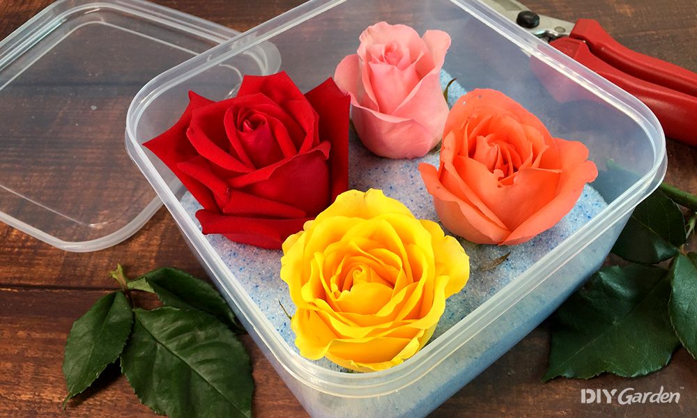 how to keep roses alive forever