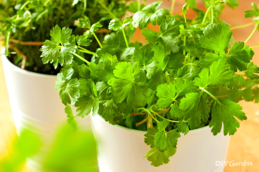 A pot of coriander