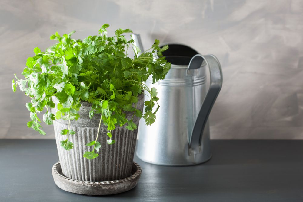 Coriander growing in a pot