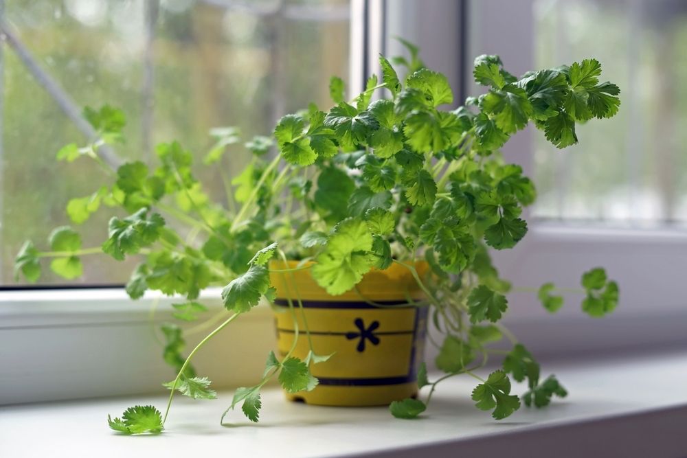 Coriander growing in a pot