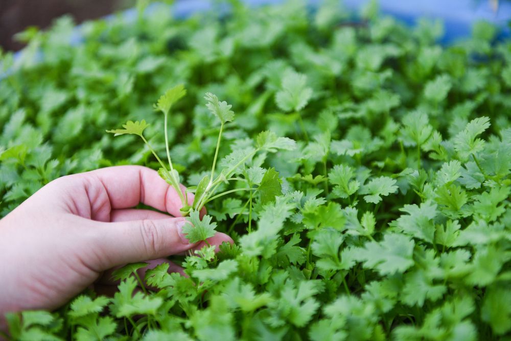 Harvesting coriander from pot