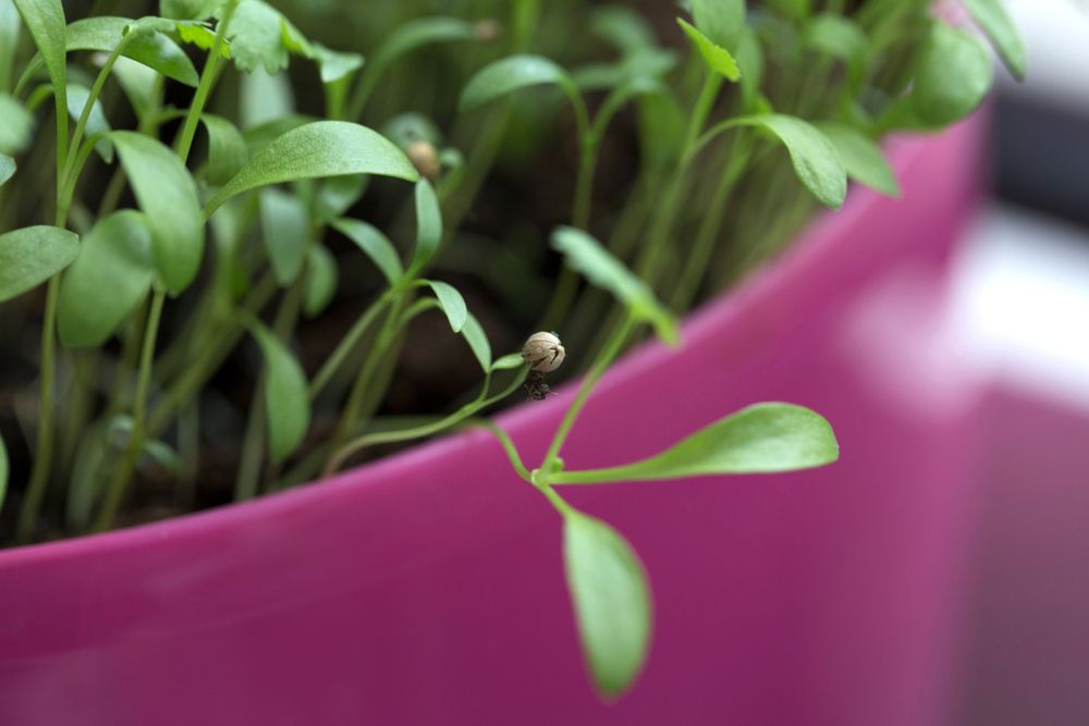 Coriander seedlings in pot