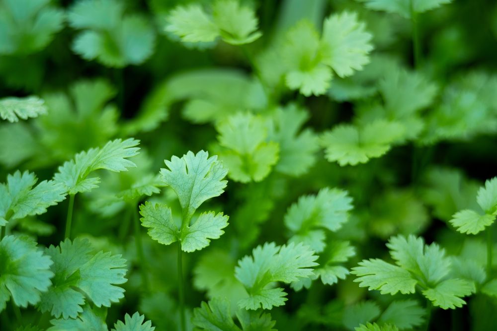 Coriander