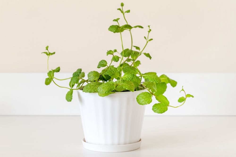 Indoor mint plant