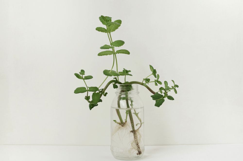 Mint growing from cuttings