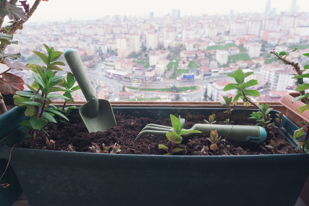 Mint plant on windowsill indoors