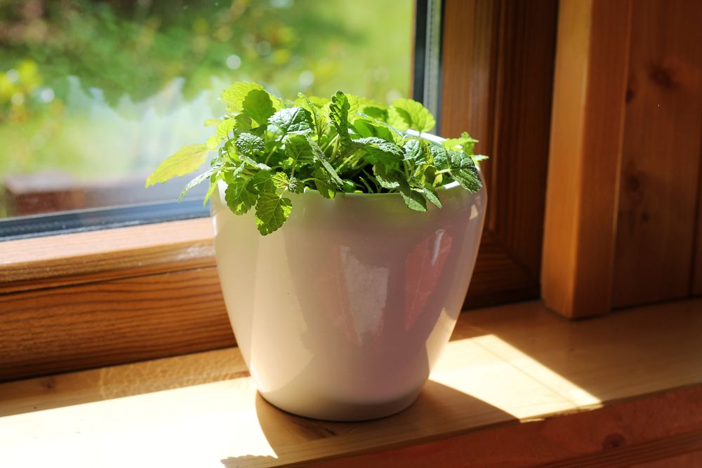 Mint plant on windowsill
