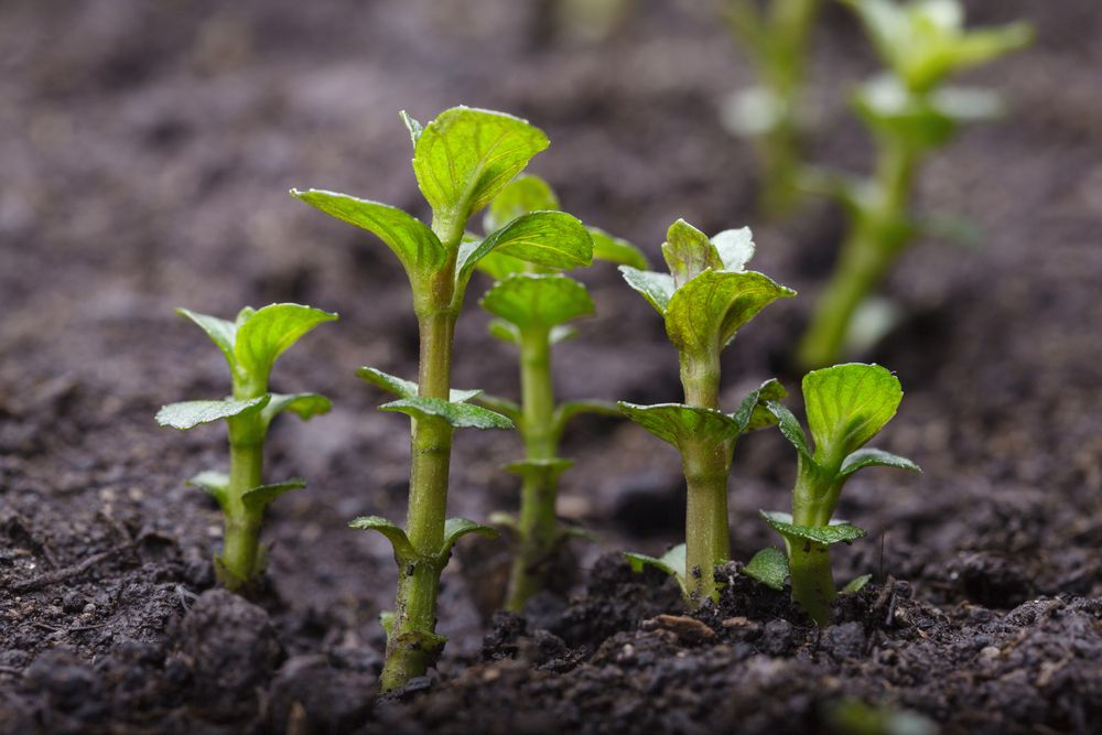 Mint seedlings