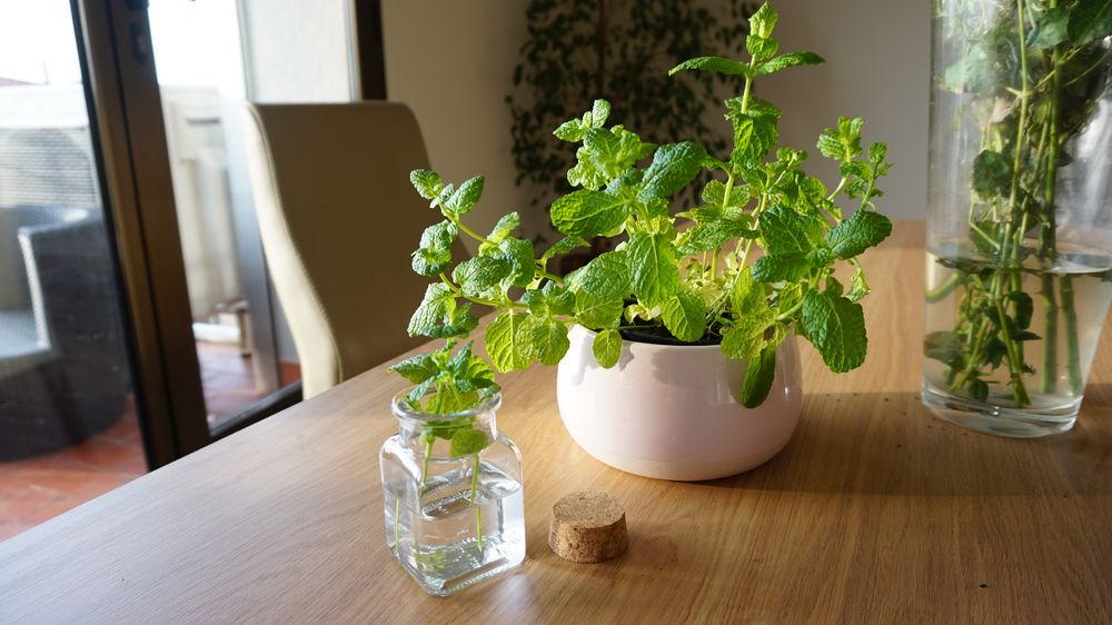 Mint plant growing indoors