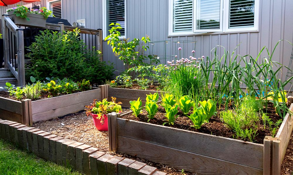 How-to-Grow-Vegetables-in-a-Raised-Bed