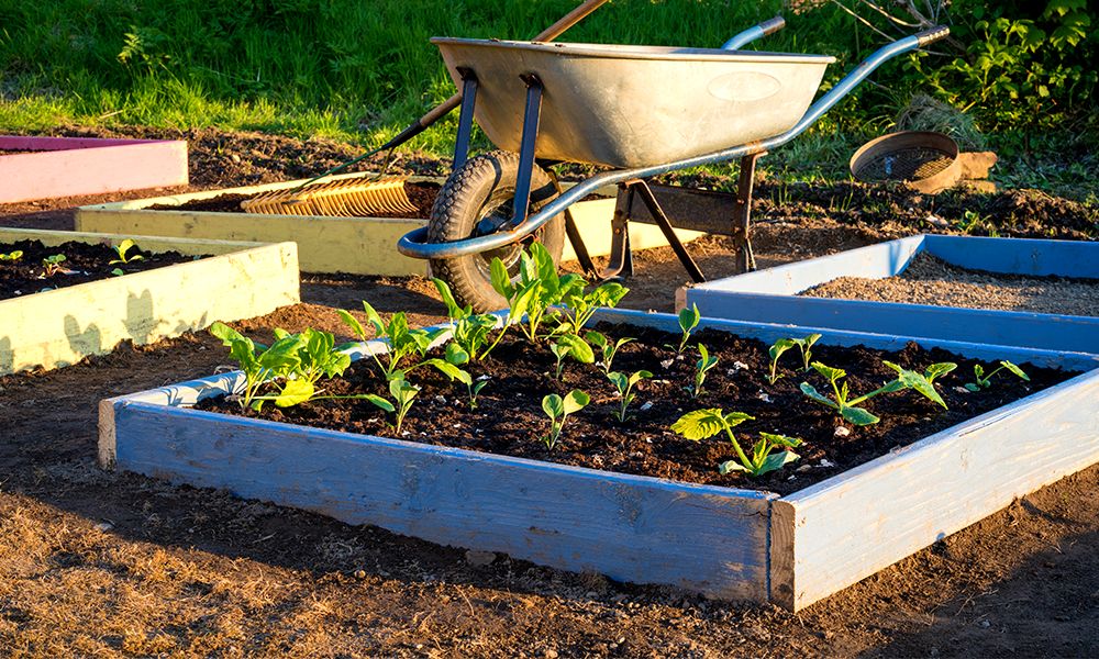 How-to-Space-Vegetables-in-a-Raised-Bed