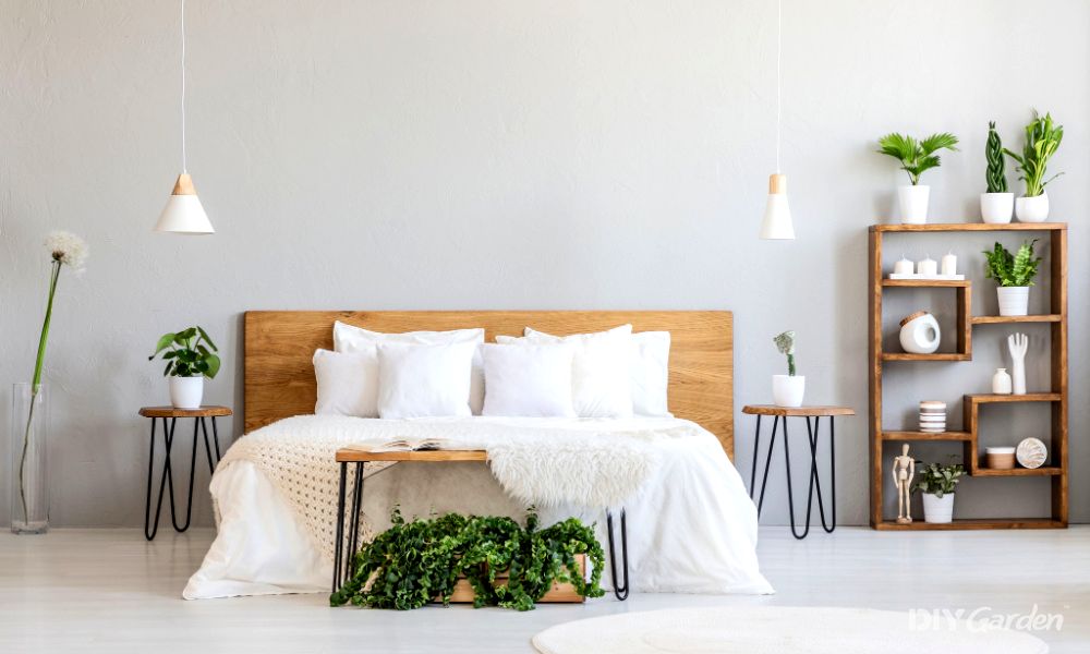 Best Bedroom Plant Ideas
