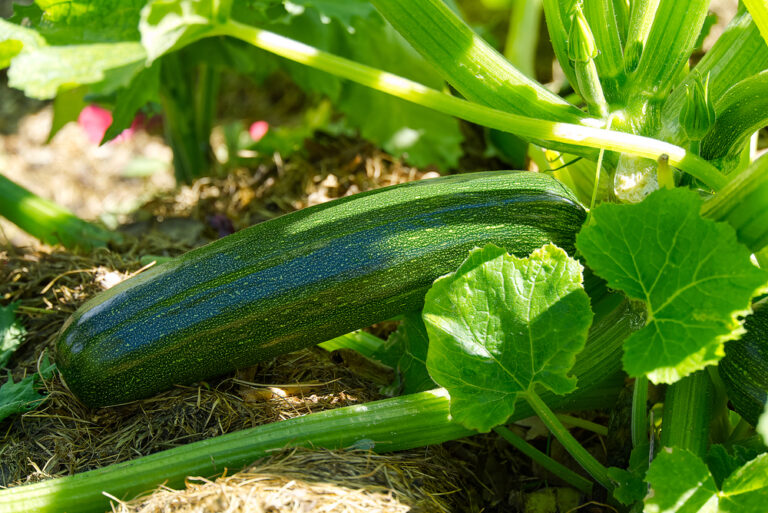 Single Courgette 10 Fruit & Vegetables to Plant in April (2026)