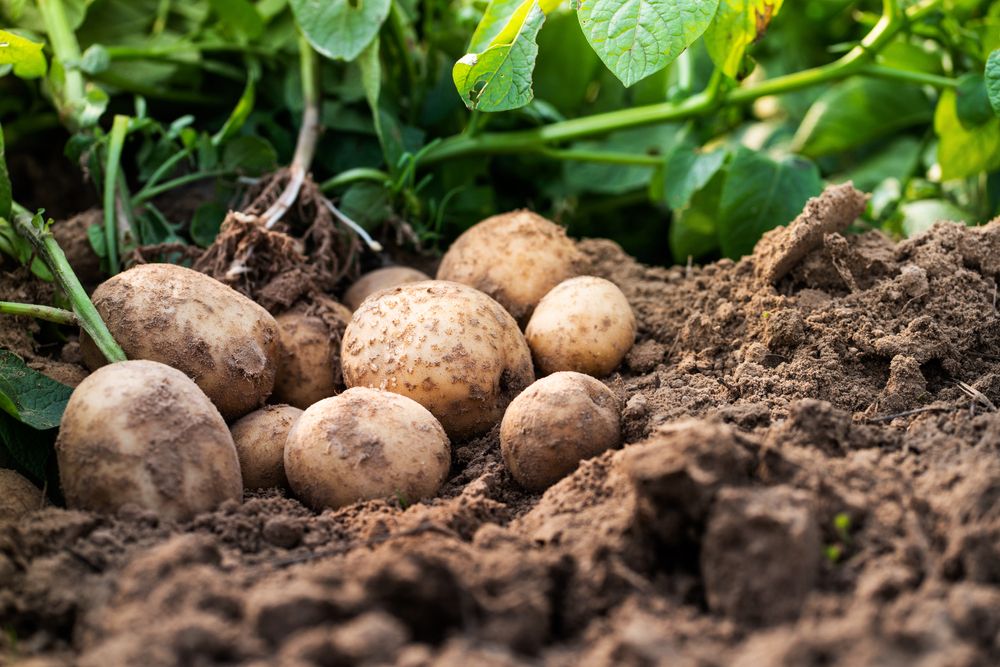Potatoes on ground