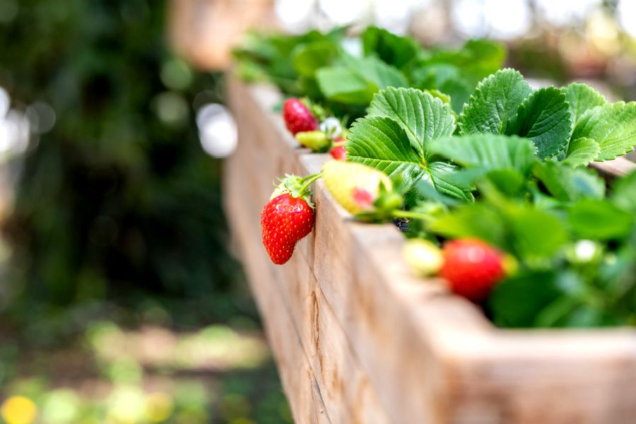 Strawberry Planter Ideas