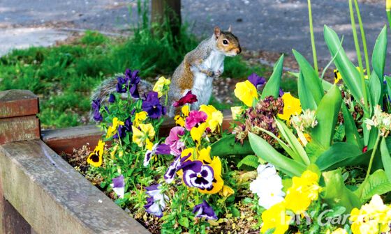 13-humane-ways-to-keep-squirrels-out-of-raised-beds