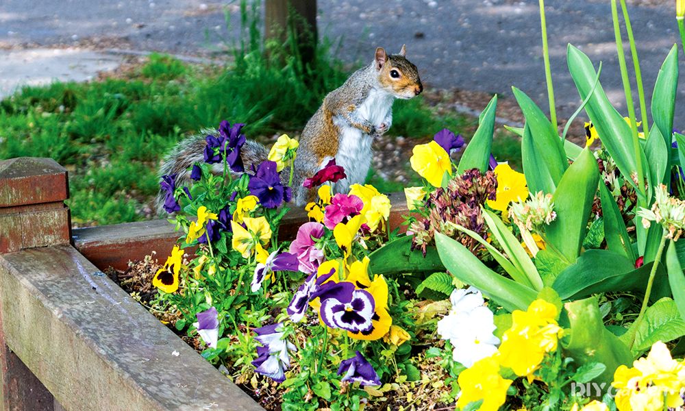 how to keep Squirrels Out of Raised Beds