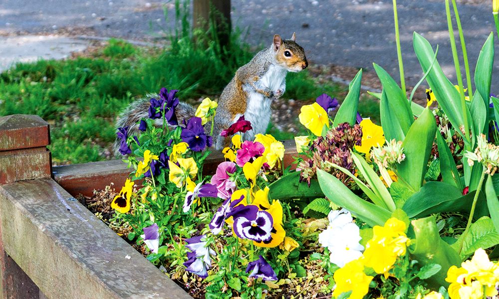 how-to-keep-Squirrels-Out-of-Raised-Beds