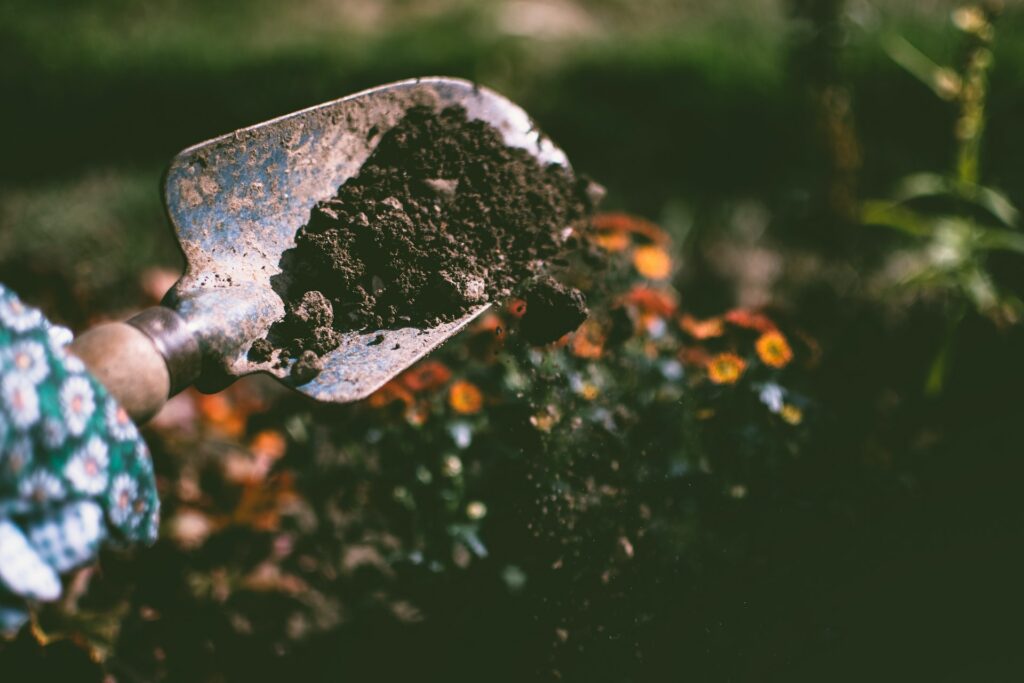 Planting vegetable seeds in June