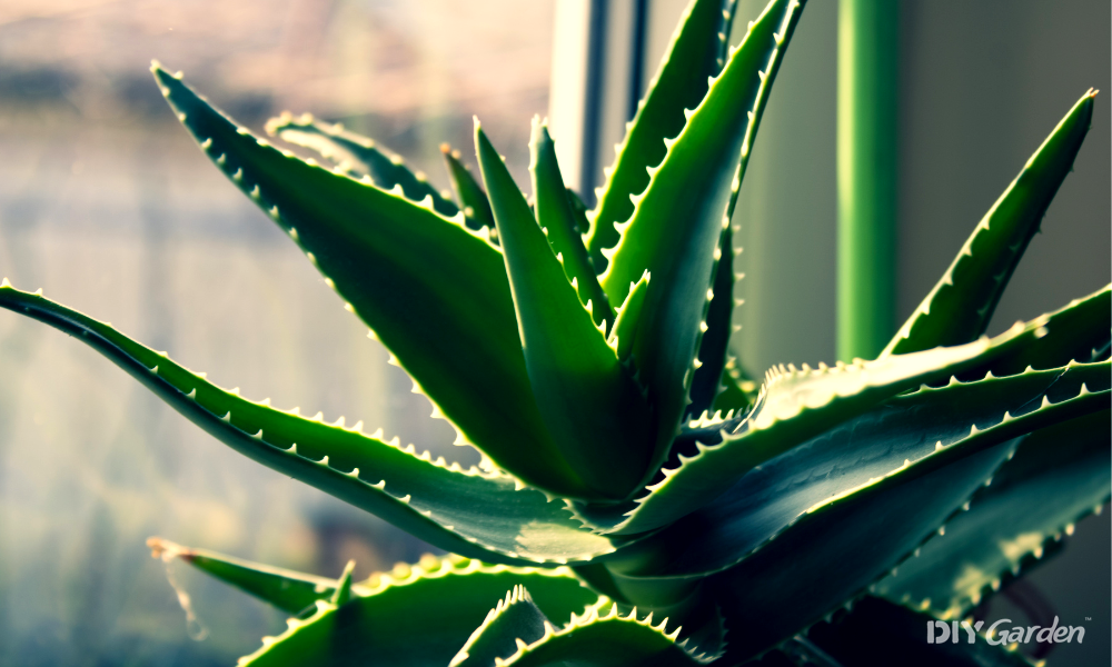 17 Plants That Look Like Aloe Vera