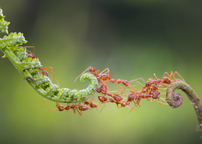 Ant behavior