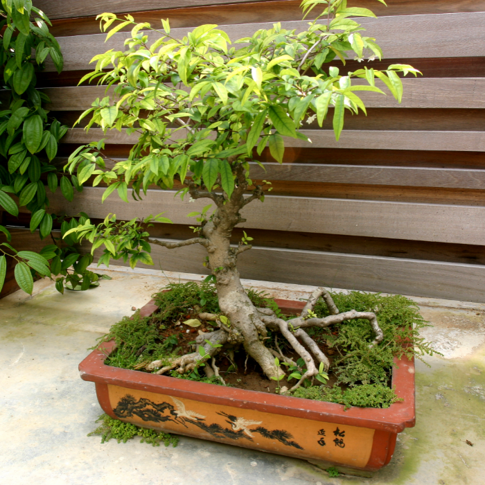 Bonsai Trees