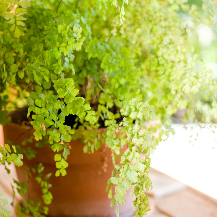 Maidenhair Fern