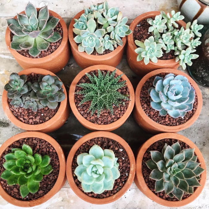 Succulents