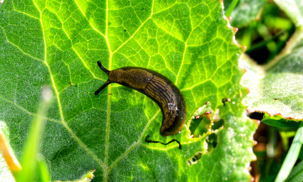 Are Slugs Good For Plants & Garden