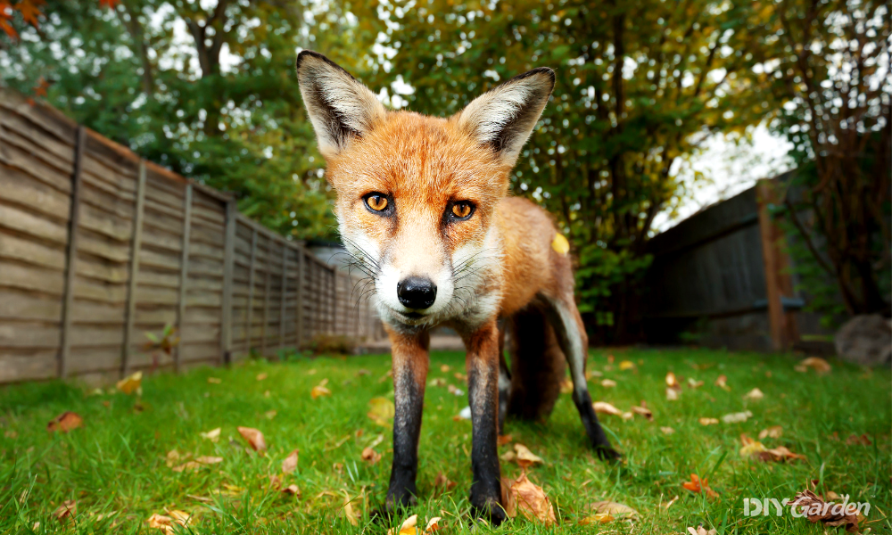 How to Get Rid of Foxes in the Garden Safely and Humanely