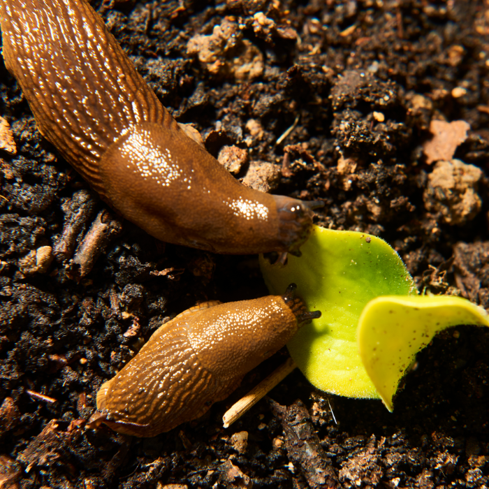 Pros of Having Slugs in Your Garden