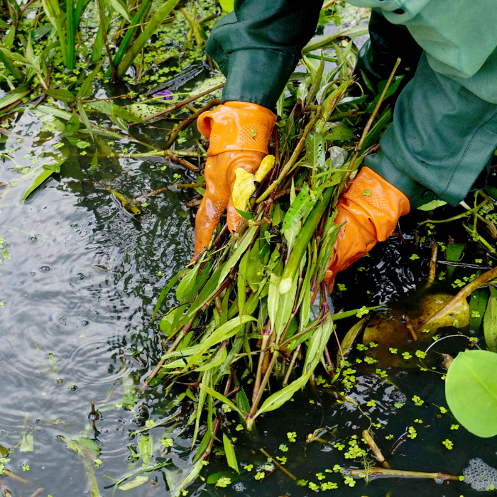 Aquatic Plant Care and Maintenance