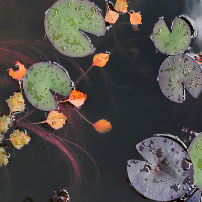 Understanding Pond Plant Categories