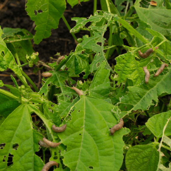 Are Slugs Good For Plants & Garden? (Expert Advice)