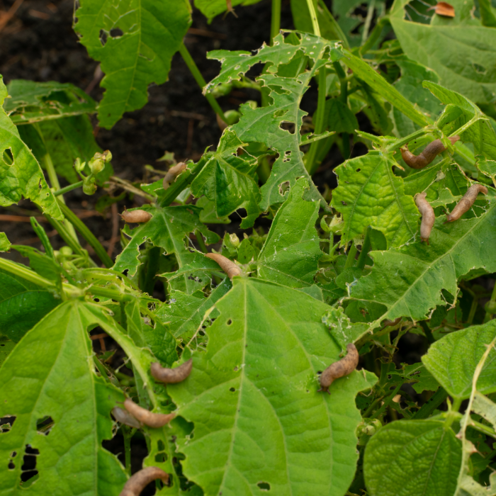 Cons of Having Slugs in Your Garden
