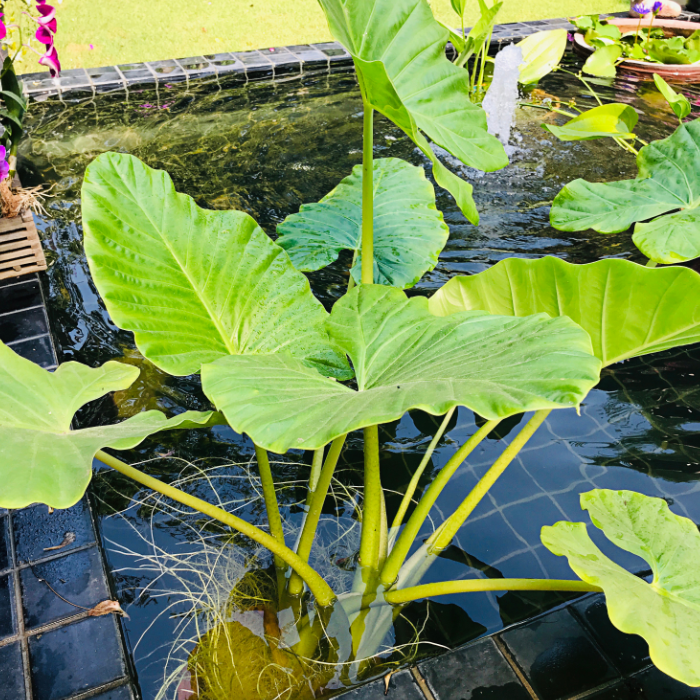 Exotic and Tropical Pond Plants