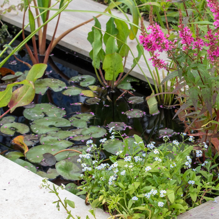 Choosing the Right Pond Plants for Your Garden