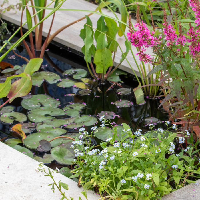 Types of Pond Plants (Your Guide to the Best Aquatic Plants)