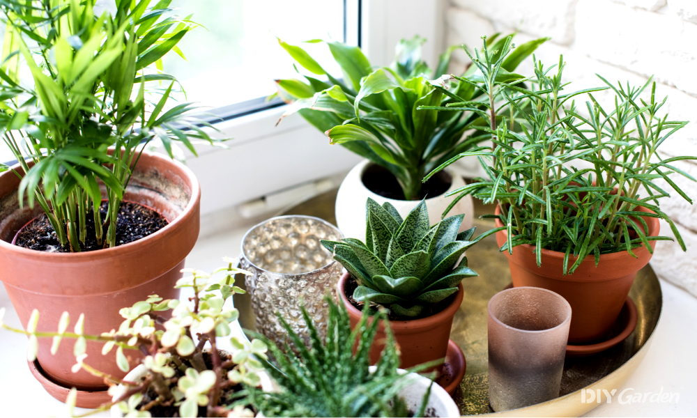 10 Unkillable Houseplants