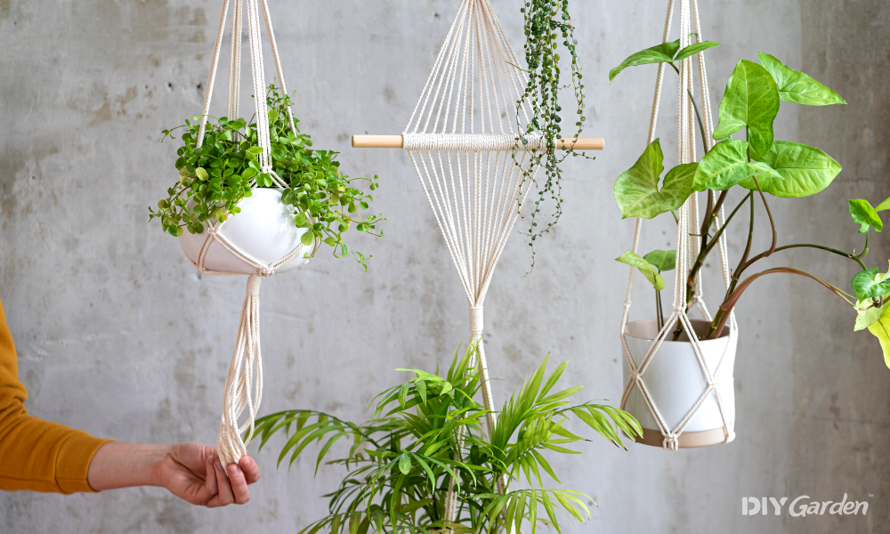 Best Indoor Hanging Plants for Low Light Conditions