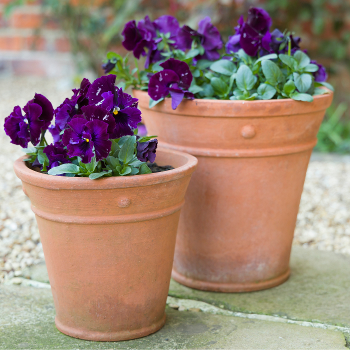 Pansies and Violas