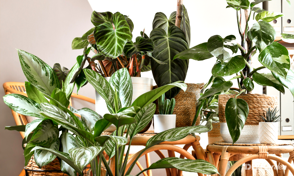 Types of Philodendron Plants