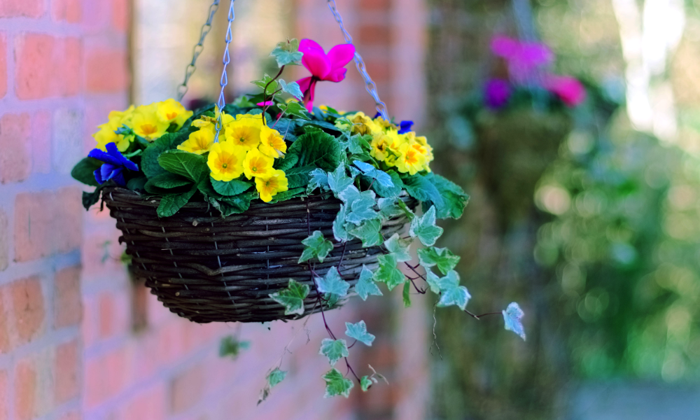 16 Best Plants for Winter Hanging Baskets