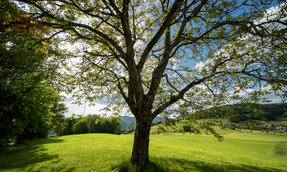 11 Types of Chestnut Trees