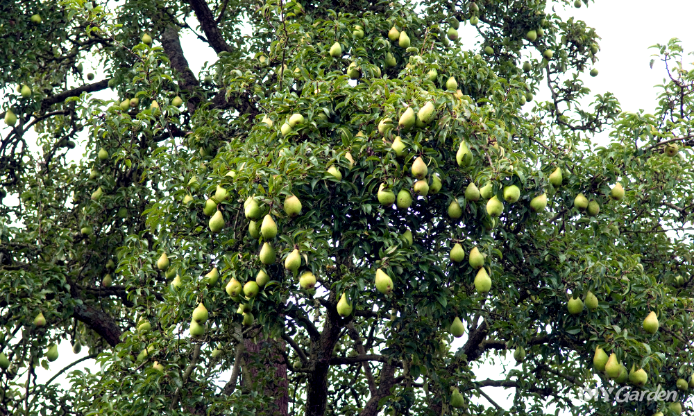18 Types of Trees With Helicopter Seeds