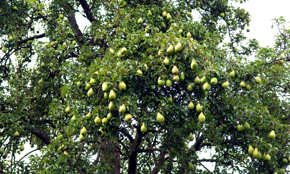 18 Types of Trees With Helicopter Seeds