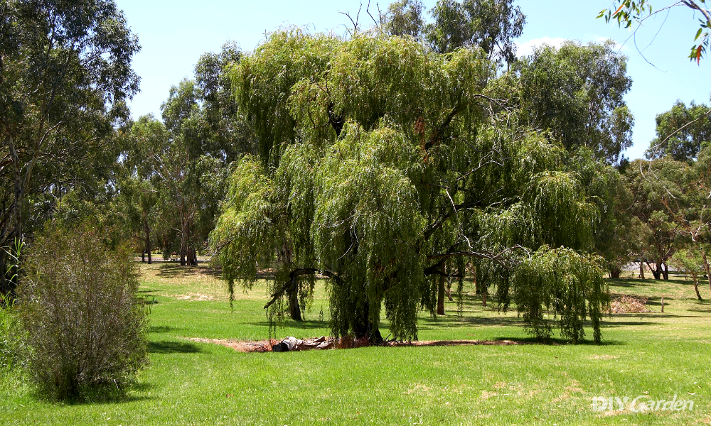23 Types of Willow Trees (Must Have Varieties for Your Garden!)