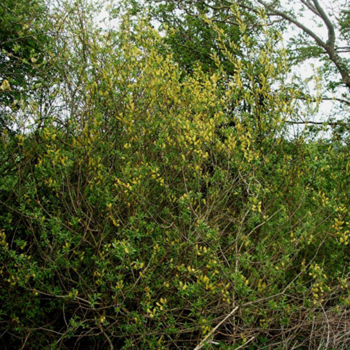 Almond Willow (Salix Triandra)