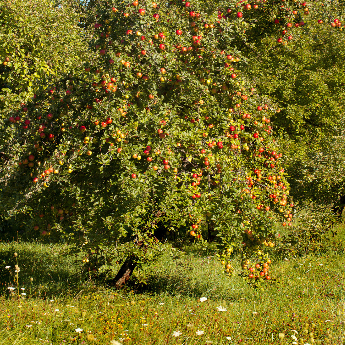 Apples