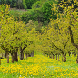 50 Different Types of Fruit Trees (With Pictures)